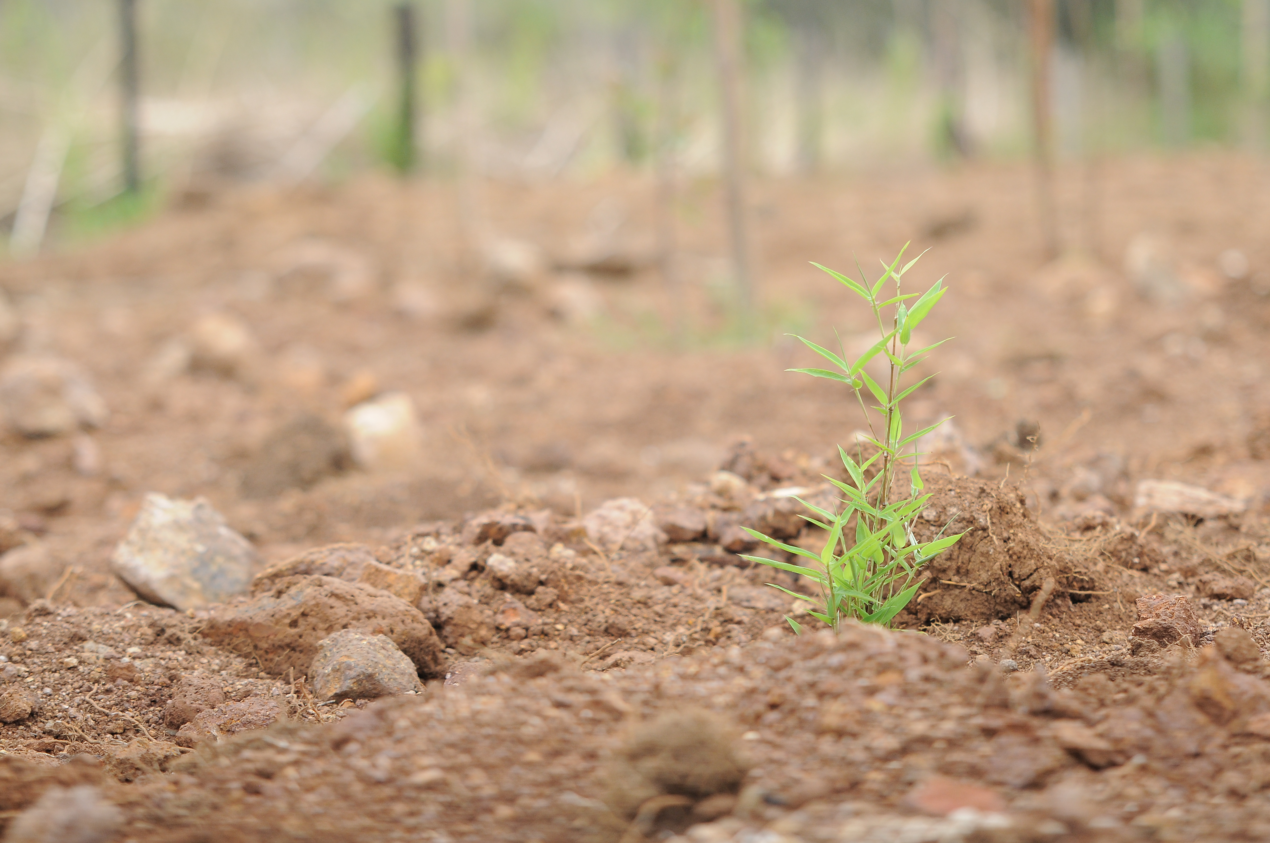 Engenharia Ambiental Guairacá